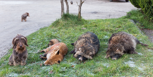 Dackel Foxi nach der Jagd