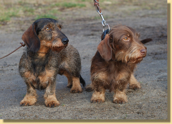 Rauhaardackel Charis und Bratze