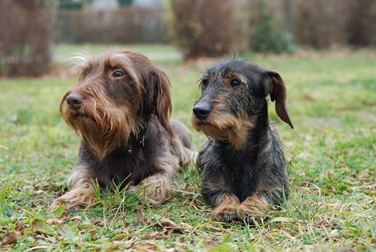 Rauhaardackel Foxi und Baya