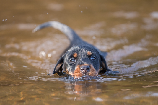 Welpen beim baden